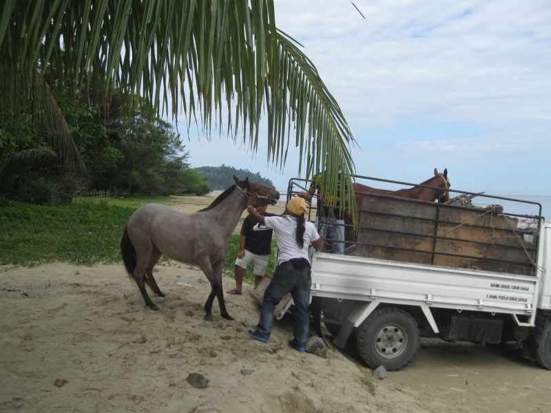 Борнео с посещением Гонконга.