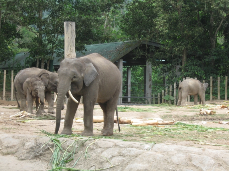 Борнео с посещением Гонконга.