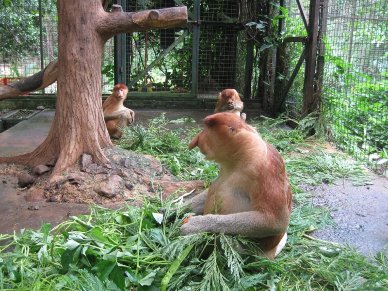 Борнео с посещением Гонконга.