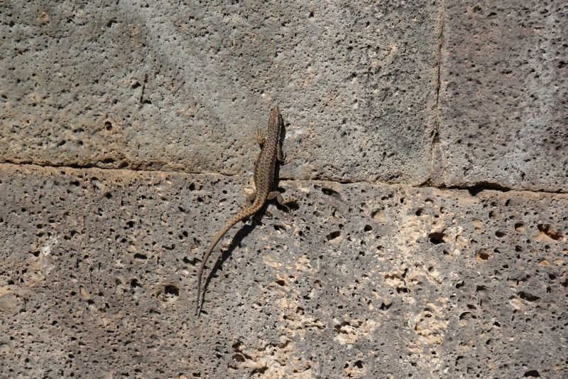 Баку, Грузия, Армения. От Черного города до Черного моря или как мы Кавказ покоряли.