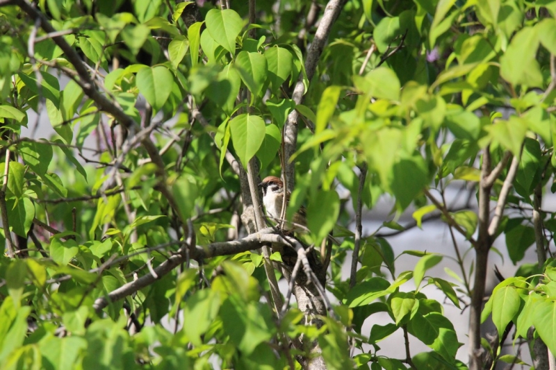 Баку, Грузия, Армения. От Черного города до Черного моря или как мы Кавказ покоряли.