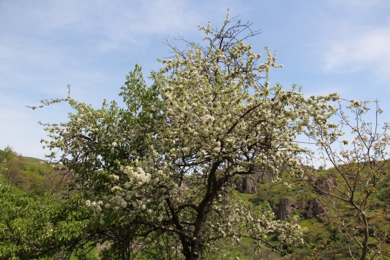 Баку, Грузия, Армения. От Черного города до Черного моря или как мы Кавказ покоряли.