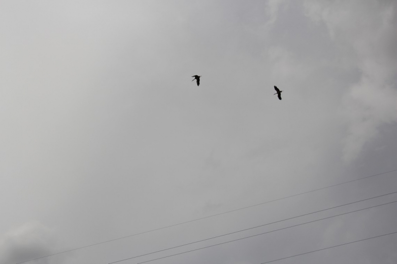 Баку, Грузия, Армения. От Черного города до Черного моря или как мы Кавказ покоряли.