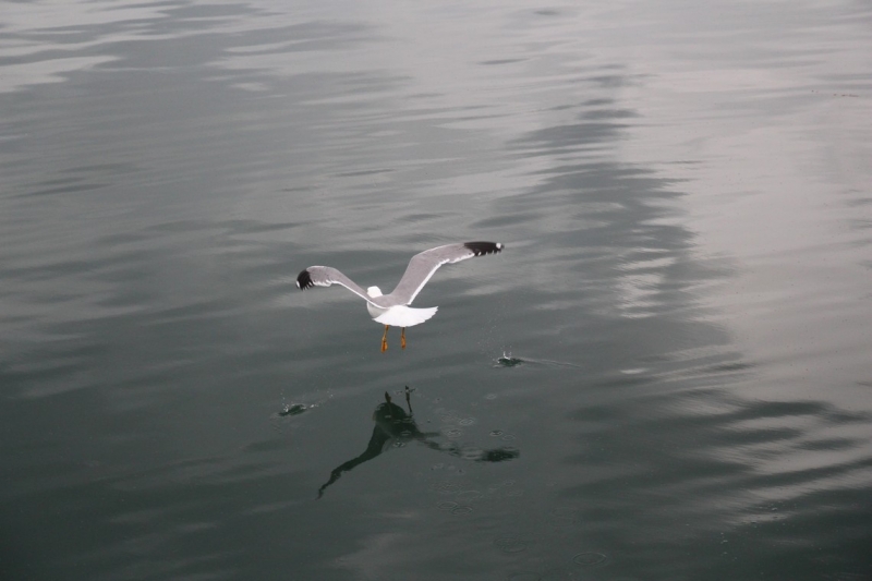 Баку, Грузия, Армения. От Черного города до Черного моря или как мы Кавказ покоряли.