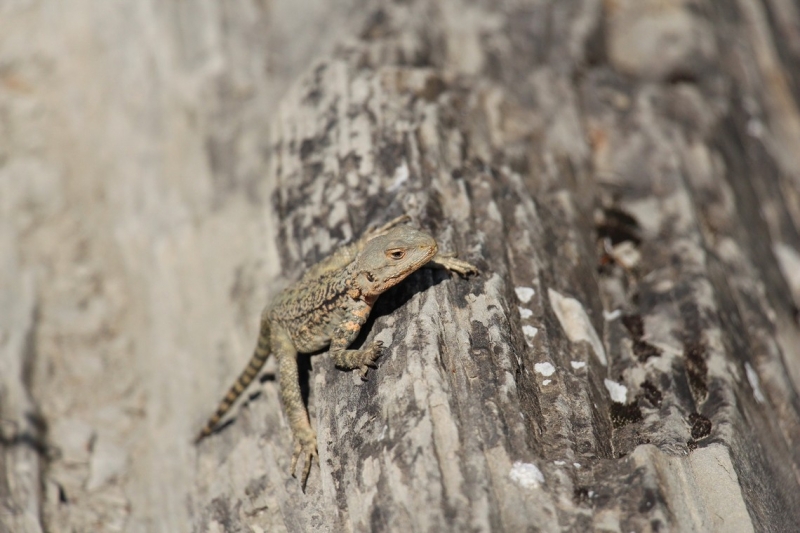 Баку, Грузия, Армения. От Черного города до Черного моря или как мы Кавказ покоряли.
