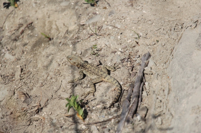 Баку, Грузия, Армения. От Черного города до Черного моря или как мы Кавказ покоряли.