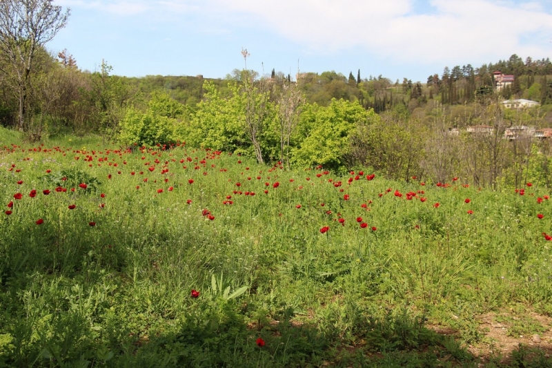 Баку, Грузия, Армения. От Черного города до Черного моря или как мы Кавказ покоряли.