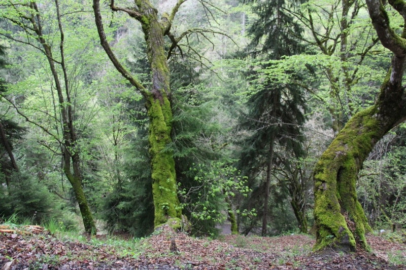Баку, Грузия, Армения. От Черного города до Черного моря или как мы Кавказ покоряли.