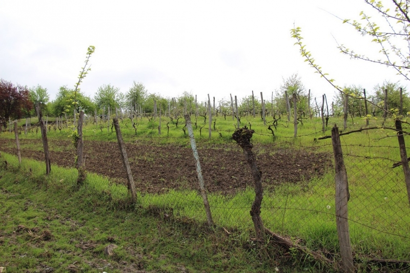Баку, Грузия, Армения. От Черного города до Черного моря или как мы Кавказ покоряли.
