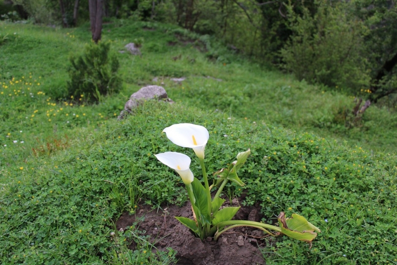 Баку, Грузия, Армения. От Черного города до Черного моря или как мы Кавказ покоряли.