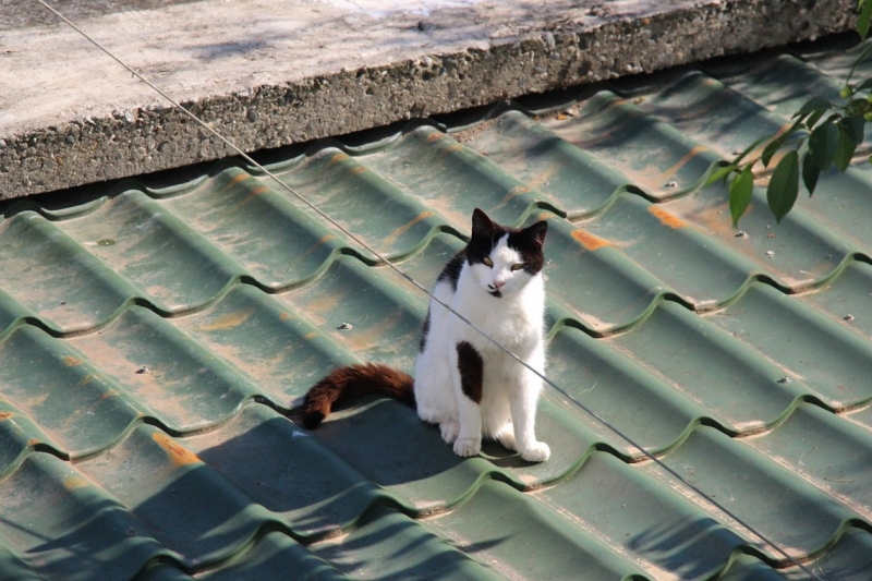 Баку, Грузия, Армения. От Черного города до Черного моря или как мы Кавказ покоряли.