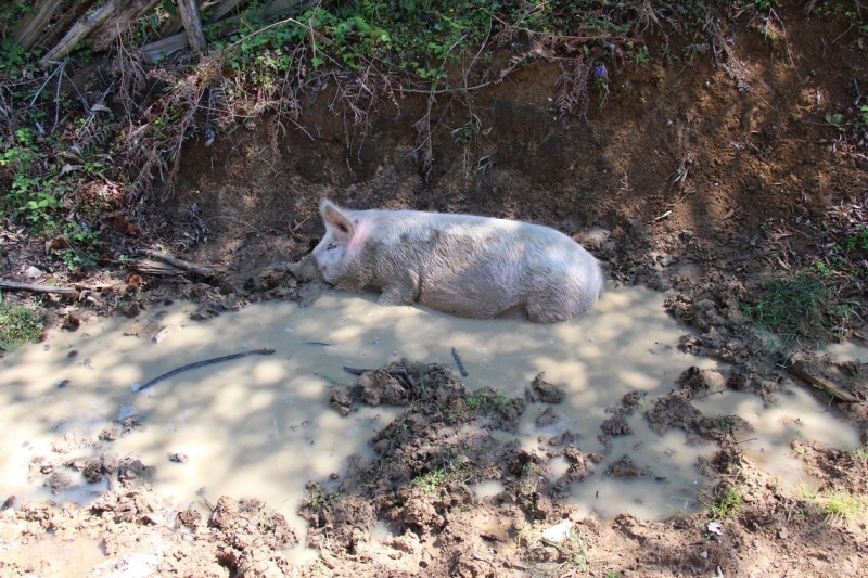 Баку, Грузия, Армения. От Черного города до Черного моря или как мы Кавказ покоряли.