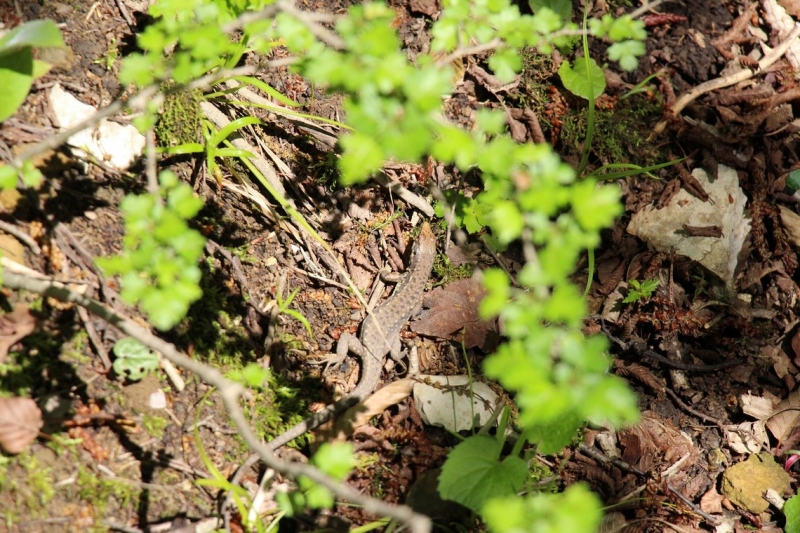 Баку, Грузия, Армения. От Черного города до Черного моря или как мы Кавказ покоряли.
