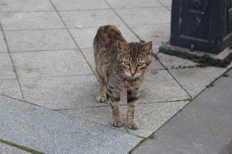 Баку, Грузия, Армения. От Черного города до Черного моря или как мы Кавказ покоряли.