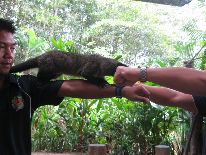 Борнео с посещением Гонконга.