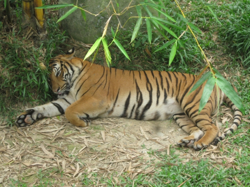 Борнео с посещением Гонконга.