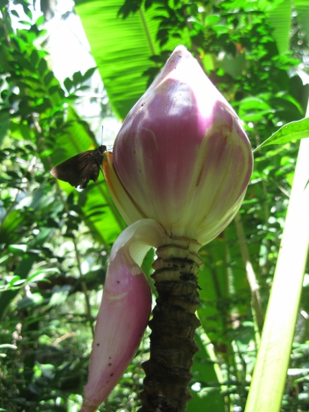 Борнео с посещением Гонконга.