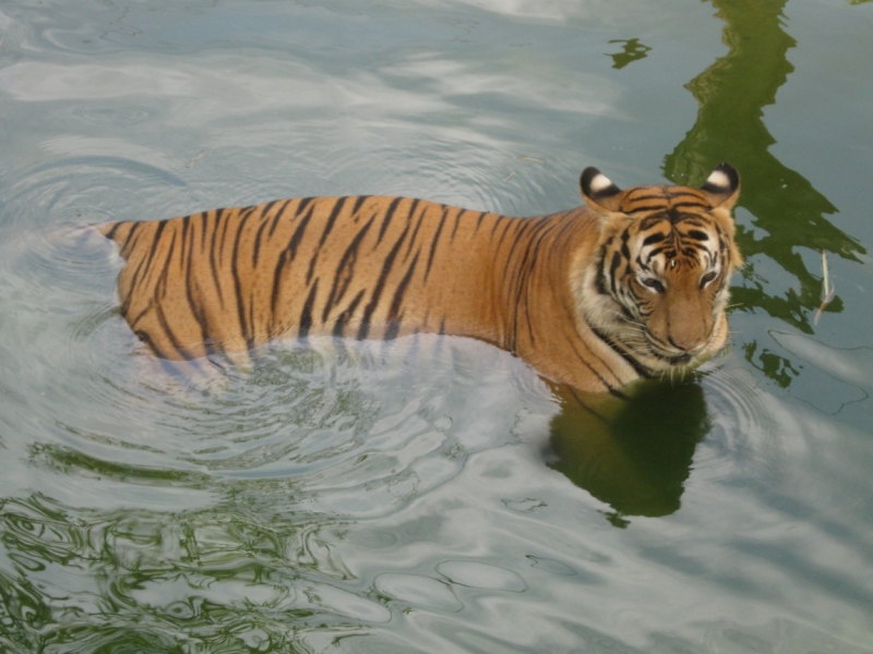 Борнео с посещением Гонконга.