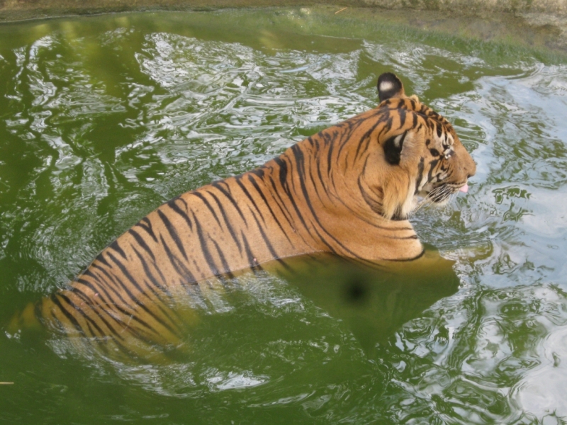 Борнео с посещением Гонконга.