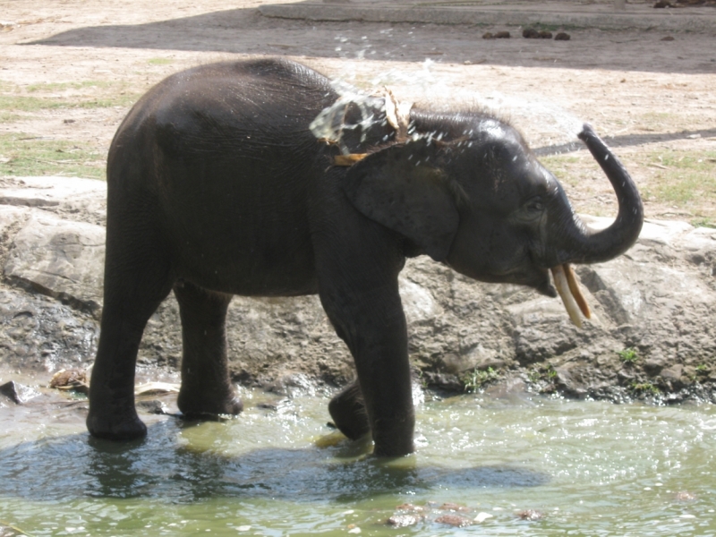 Борнео с посещением Гонконга.