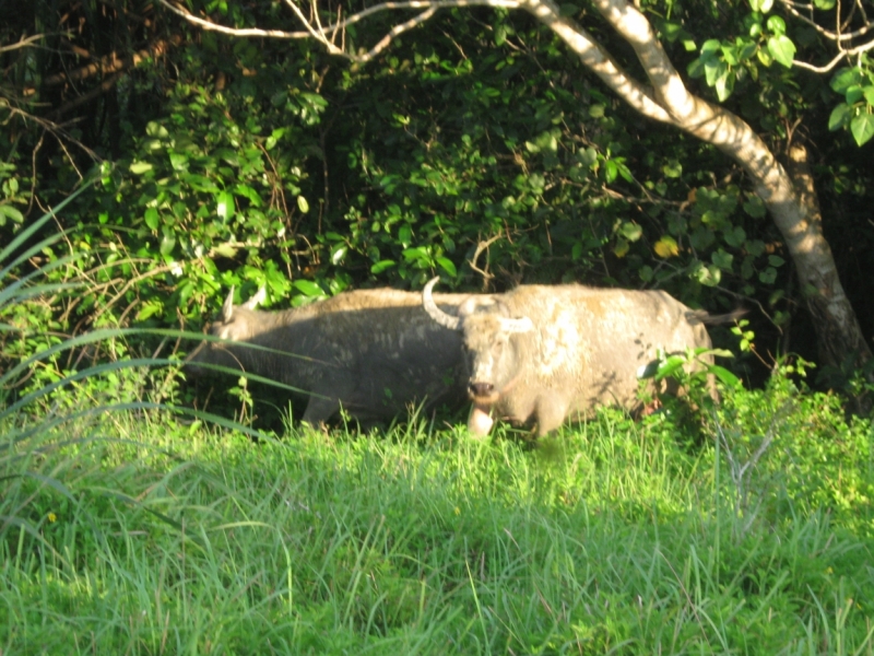 Борнео с посещением Гонконга.