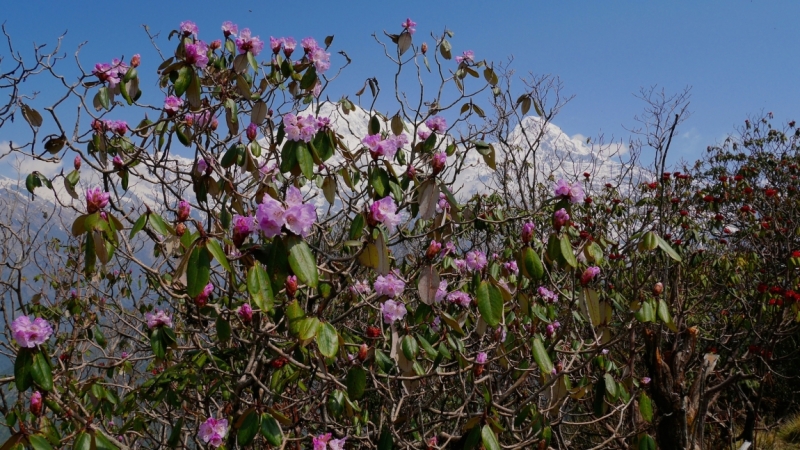 Mardi Himal trek...или через тернии к Шиве