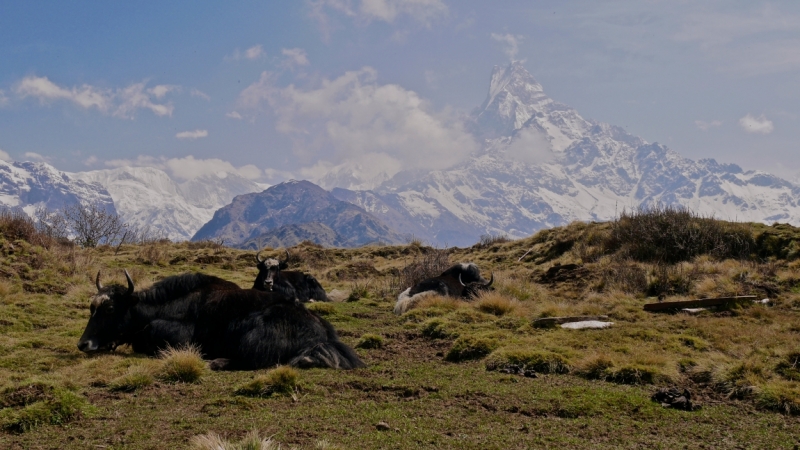 Mardi Himal trek...или через тернии к Шиве