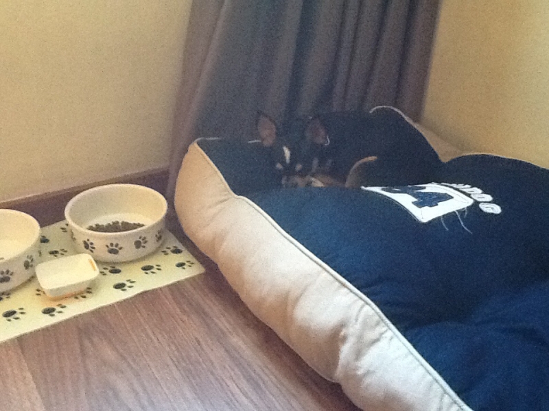 Поездка в Испанию с собакой, что нужно знать