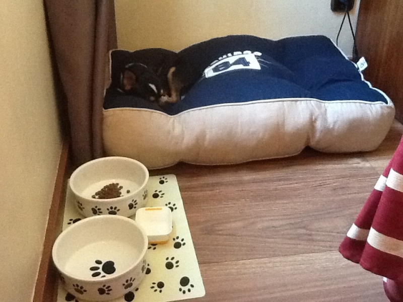 Поездка в Испанию с собакой, что нужно знать