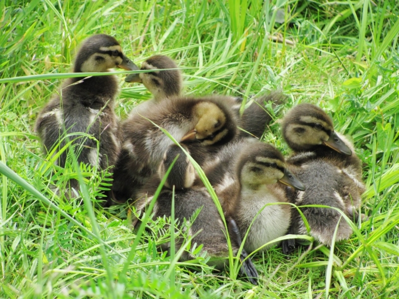 Питер-Средиземноморье на авто с 3 детьми + круиз (2012)
