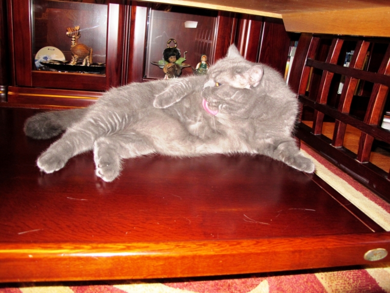 Поговорим о кошках35