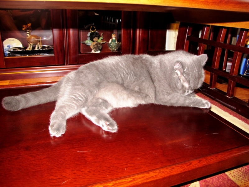 Поговорим о кошках35