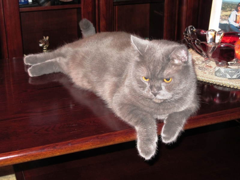 Поговорим о кошках35