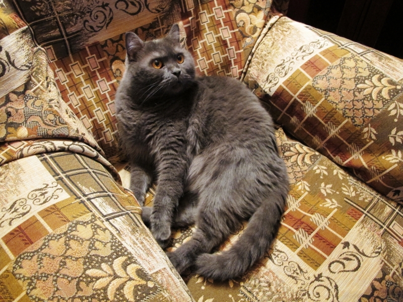 Поговорим о кошках35