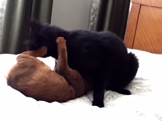 Поговорим о кошках35