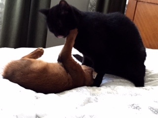 Поговорим о кошках35