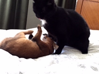 Поговорим о кошках35