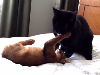 Поговорим о кошках35