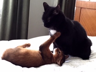 Поговорим о кошках35