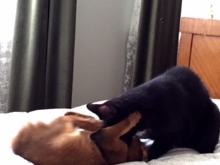 Поговорим о кошках35