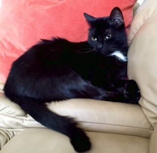 Поговорим о кошках35