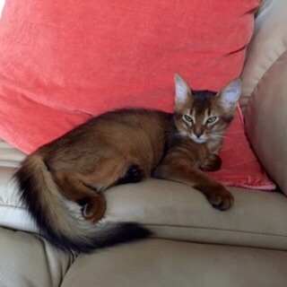 Поговорим о кошках35