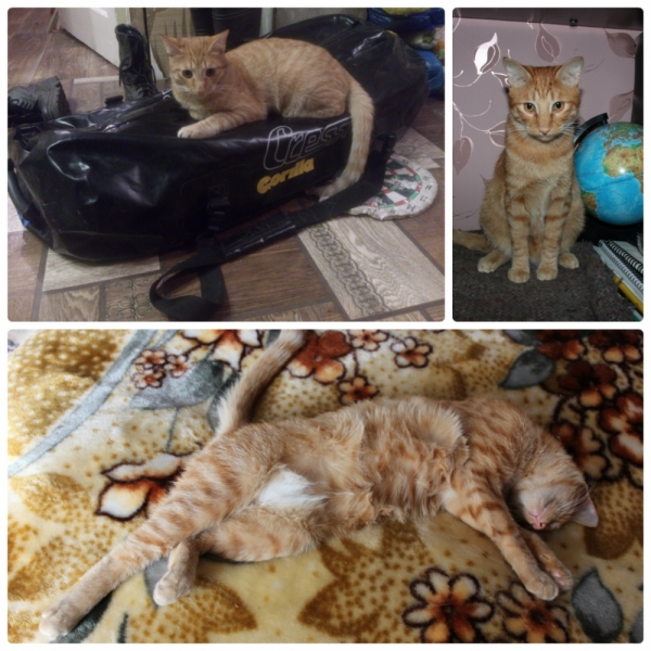 Поговорим о кошках35