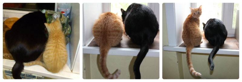 Поговорим о кошках35