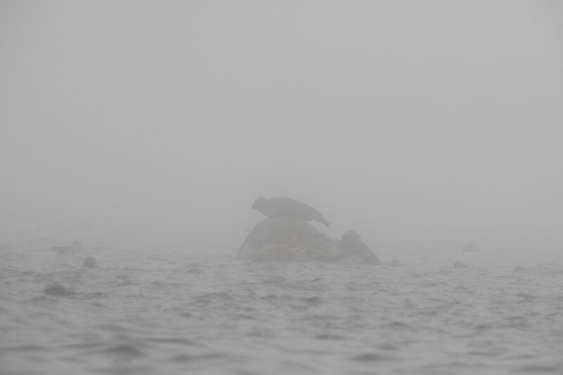 Кругобайкальский круиз за 9 дней. Микс дикой природы и комфорта.