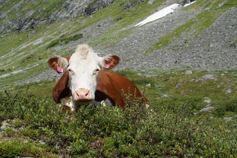 Берлин - Норвегия на 4000 км за 11 дней. Август 2015