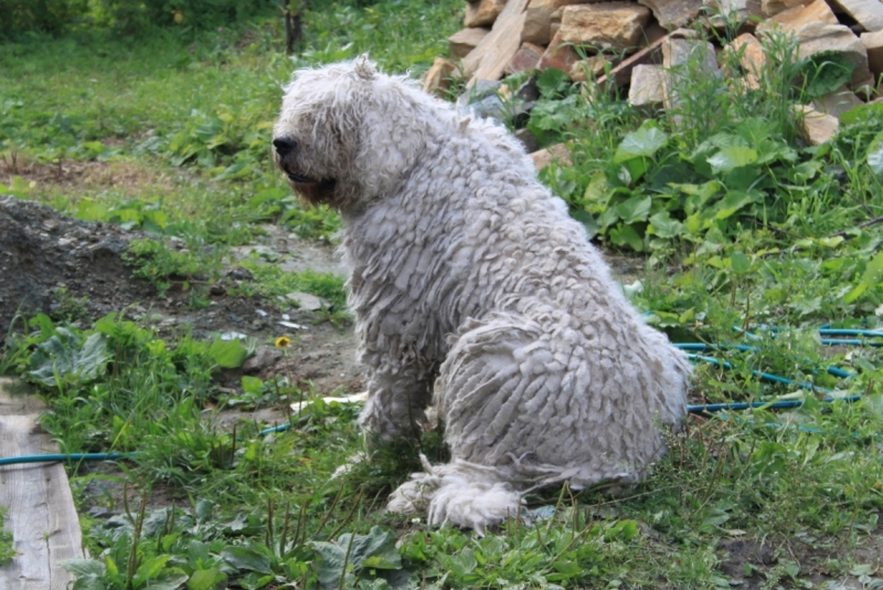 Поговорим о кошках35