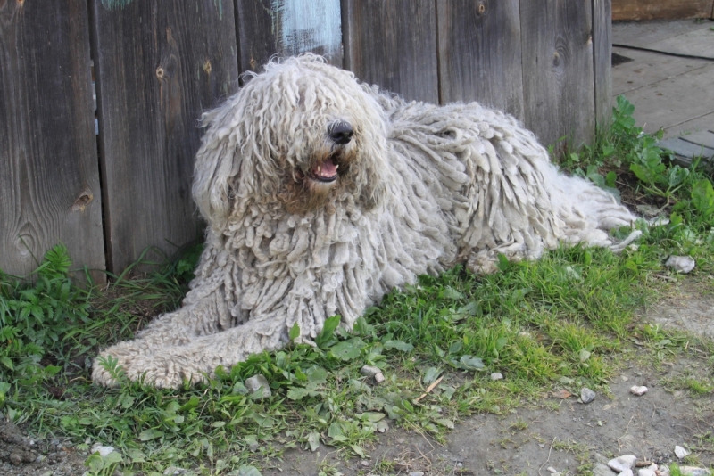 Поговорим о кошках35