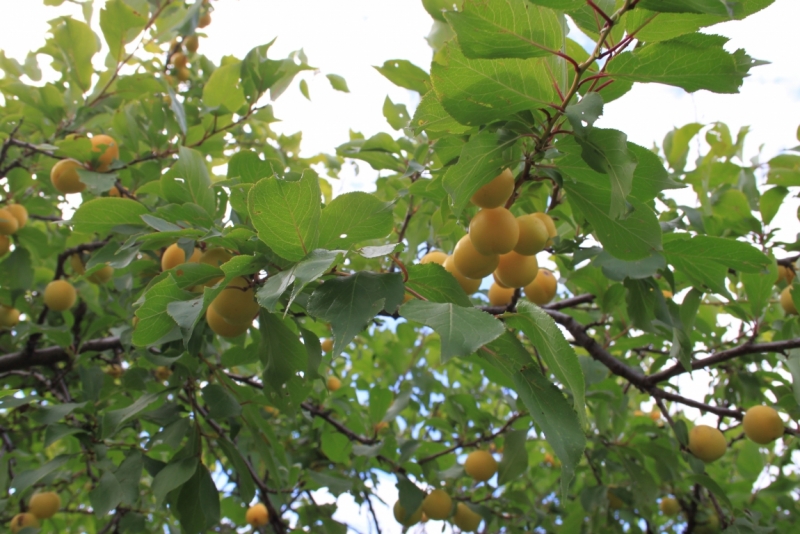 Поговорим о кошках35