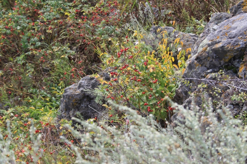 Поговорим о кошках35